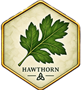May Tree / Hawthorn +&pound;50