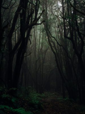 forest photography