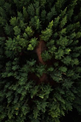 tops of coniferous trees in woods