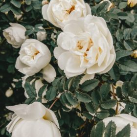 lush white roses flowering on shrub