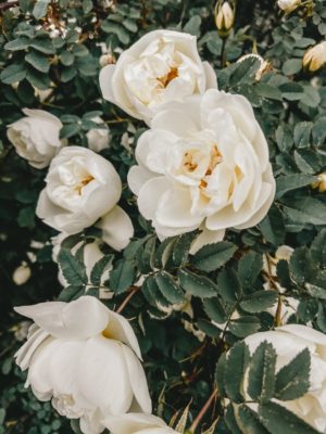 lush white roses flowering on shrub